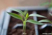 How to Thin Pepper Seedlings for Stronger Plants