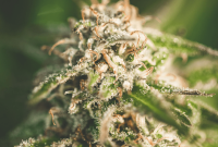 Cannabis Trichomes Explained: How They Affect Potency and Flavor