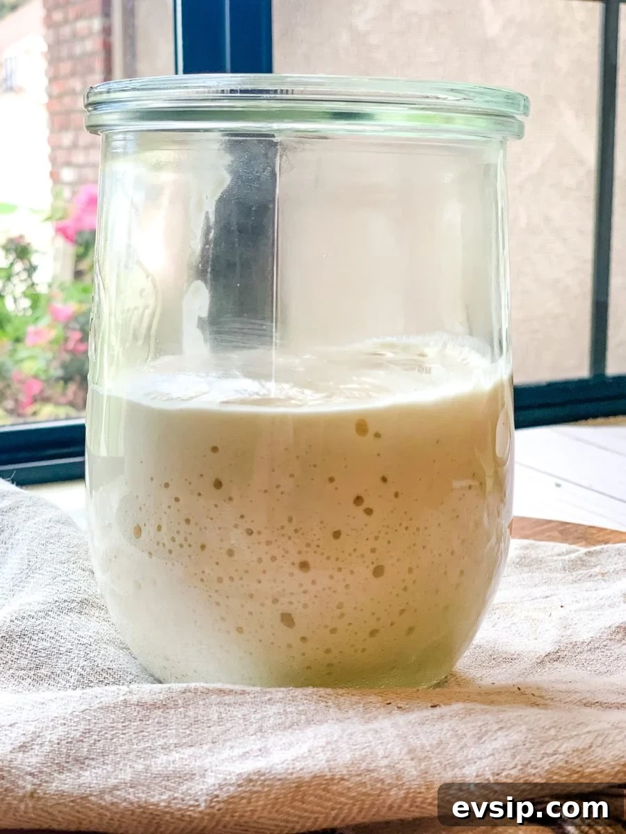 Create and Maintain a Sourdough Starter at Home 2 A jar of active sourdough starter.