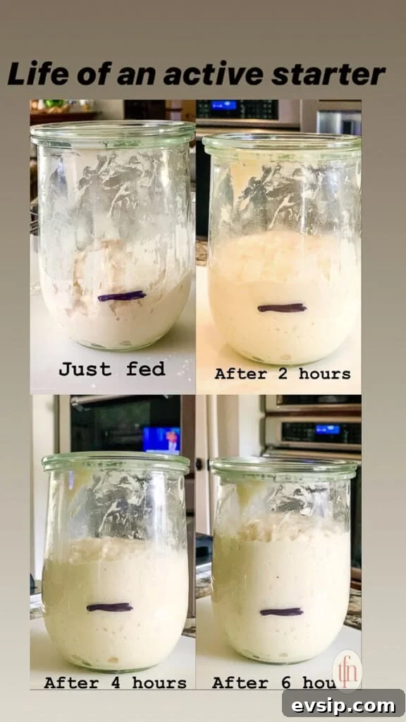 Create and Maintain a Sourdough Starter at Home 10 The life of a sourdough starter over several hours.
