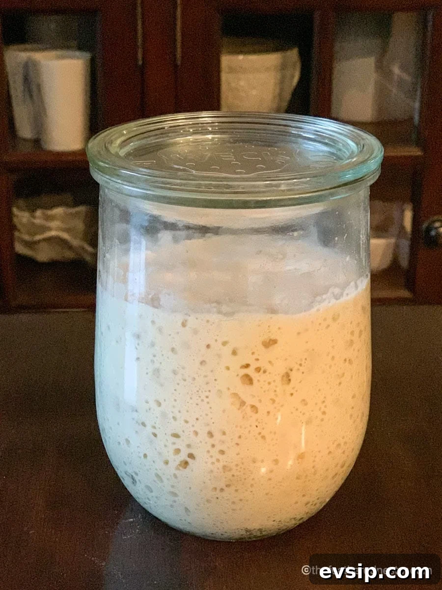 Create and Maintain a Sourdough Starter at Home 3 Active sourdough starter after 7 days of feeding.