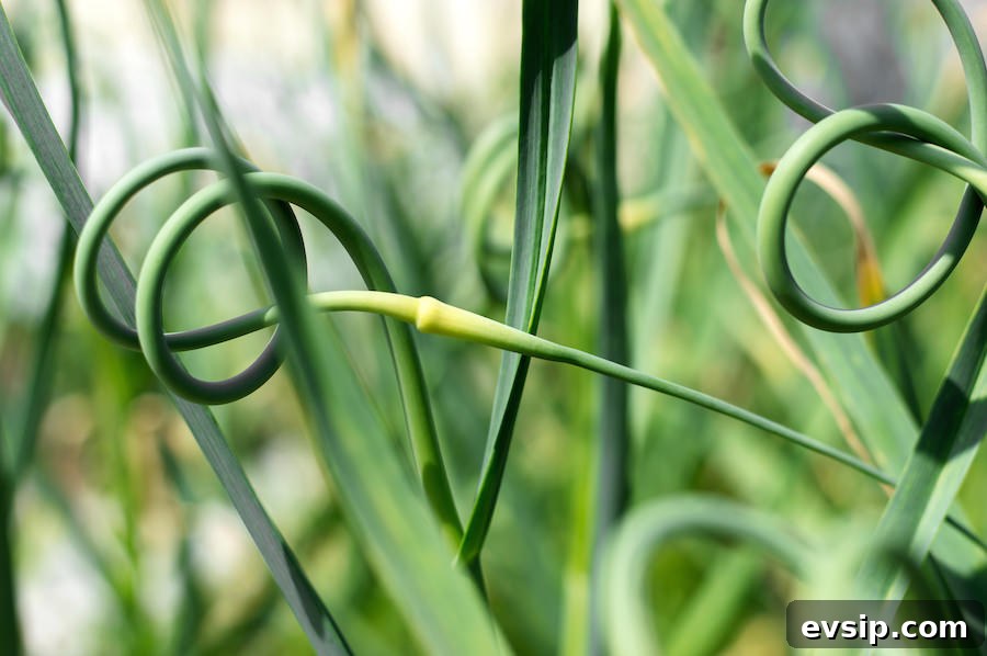 Close up of garlic scapes growing in the garden