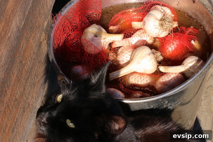 Starter garlic bulbs soaking in a stainless steel bucker of fish emulsion mixture; our cat is in the foreground