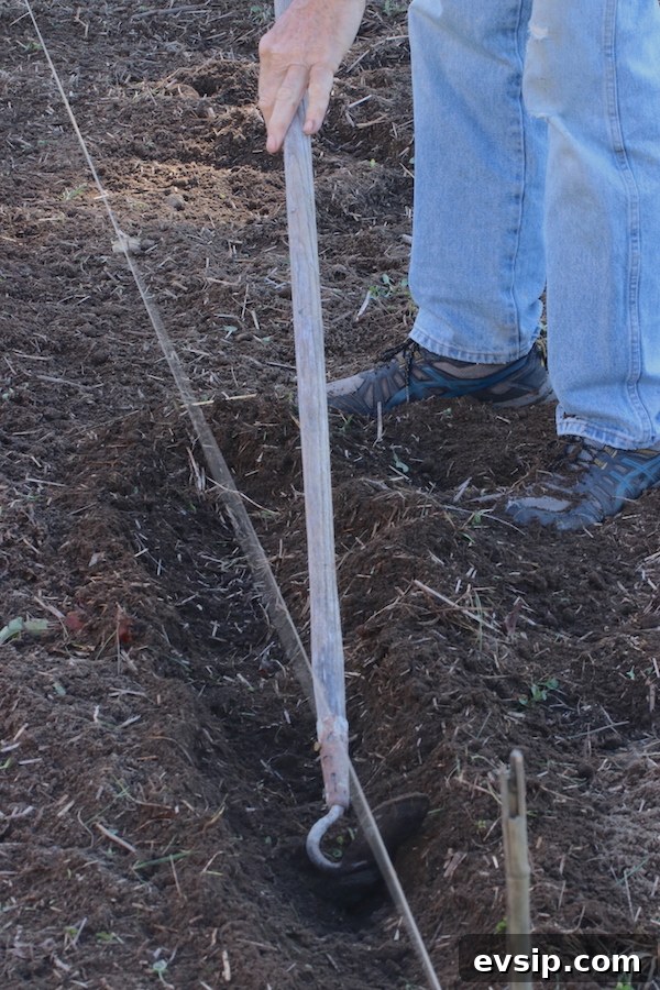 Jamie using a hoe to dig a trough for planting the garlic cloves