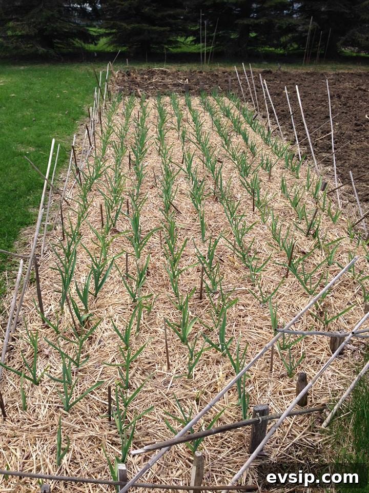 Garlic patch in spring; garlic is popping through blanket of hay
