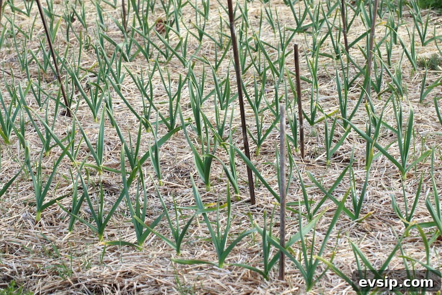 Close up of garlic patch in spring