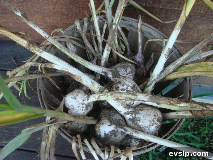 Freshly harvested elephant garlic in a basket
