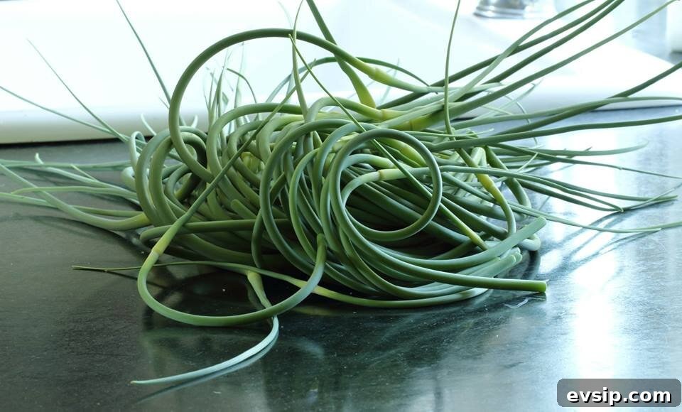 Fresh cut garlic scapes piled on kitchen counter