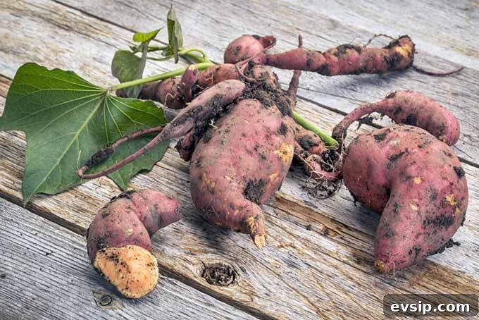 Sweet Potato Guide: Uses, Nutrition, and Cooking Tips 3 Harvested Sweet Potato Roots