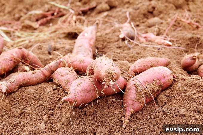 Sweet Potato Guide: Uses, Nutrition, and Cooking Tips 5 Harvesting Sweet Potatoes