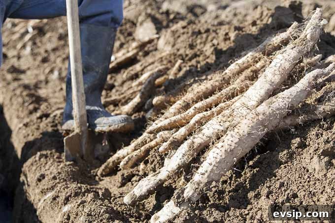Sweet Potato Guide: Uses, Nutrition, and Cooking Tips 6 Harvesting Yams