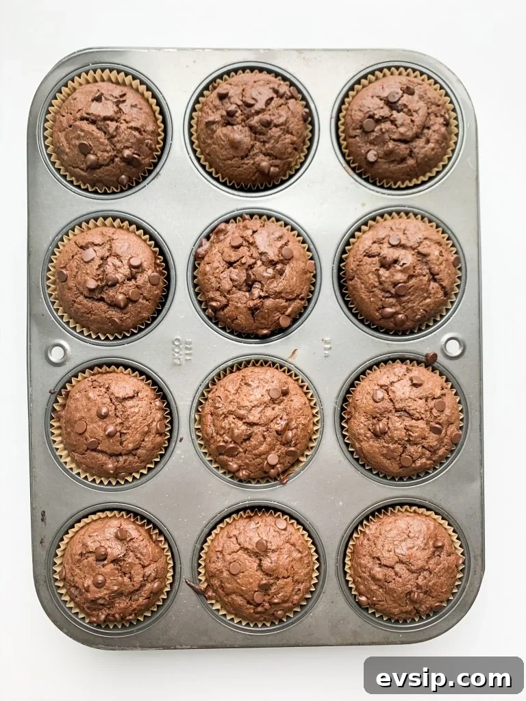 chocolate zucchini muffins still in the muffin tin