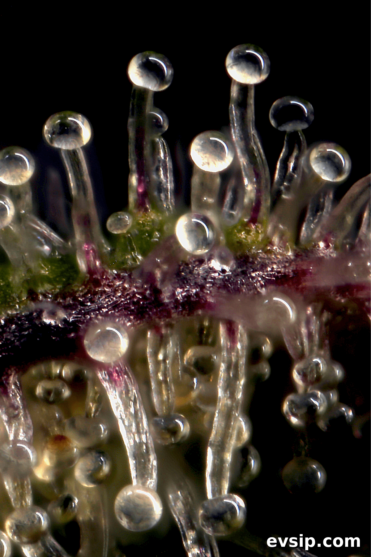 Cannabis Trichomes Explained: How They Affect Potency and Flavor 5 An upclose picture of cannabis trichomes