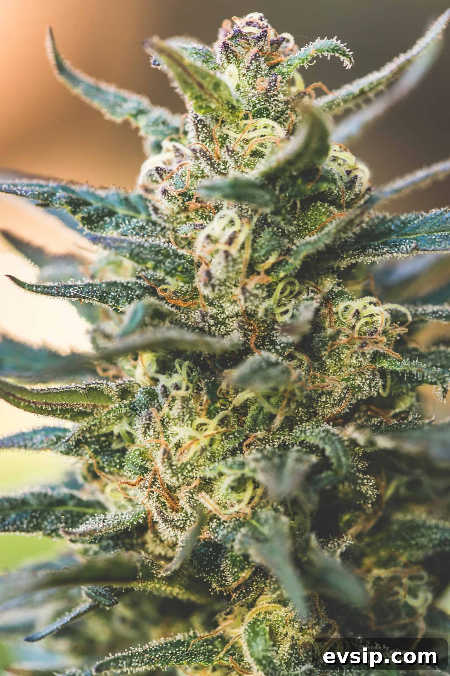 Cannabis Trichomes Explained: How They Affect Potency and Flavor 6 A picture of Emily Kyle's cannabis plant.
