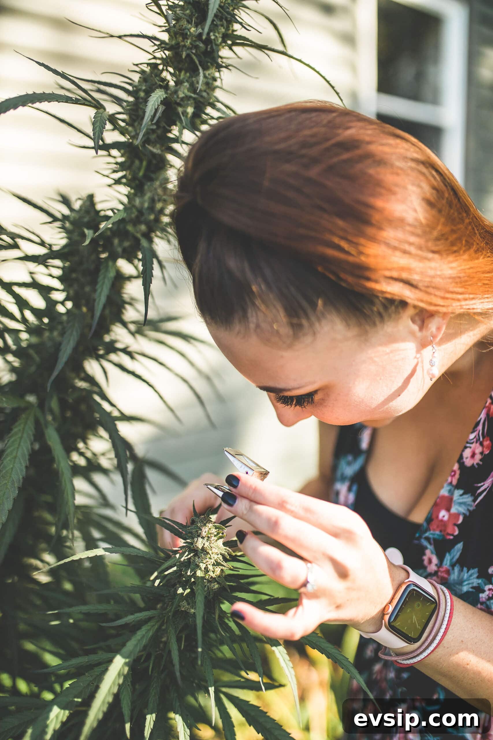 Cannabis Trichomes Explained: How They Affect Potency and Flavor 7 Emily Kyle Cannabis