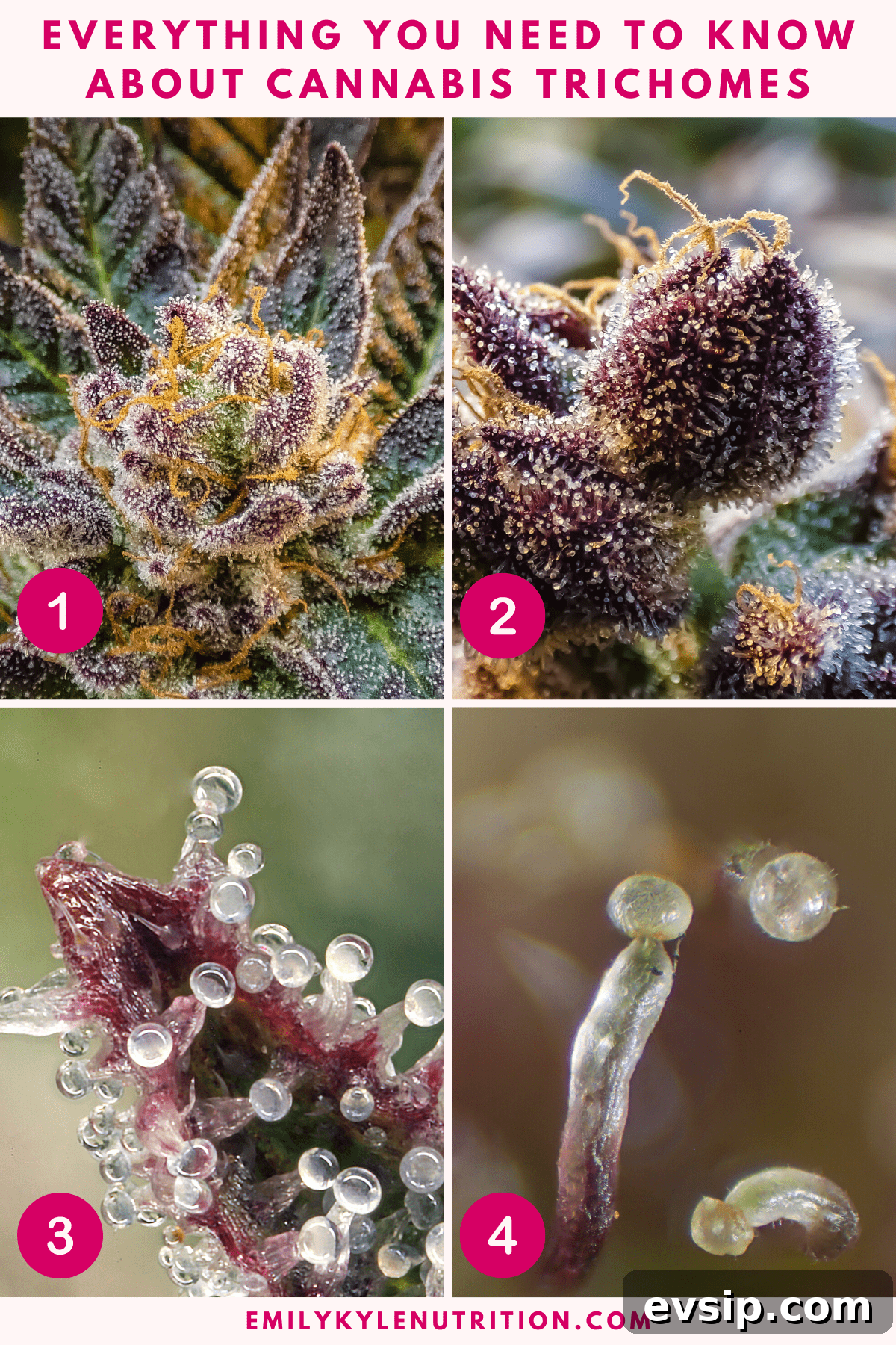 Cannabis Trichomes Explained: How They Affect Potency and Flavor 8 A image collage of four pictures all of a cannabis plant focusing in closer on the cannabis trichomes