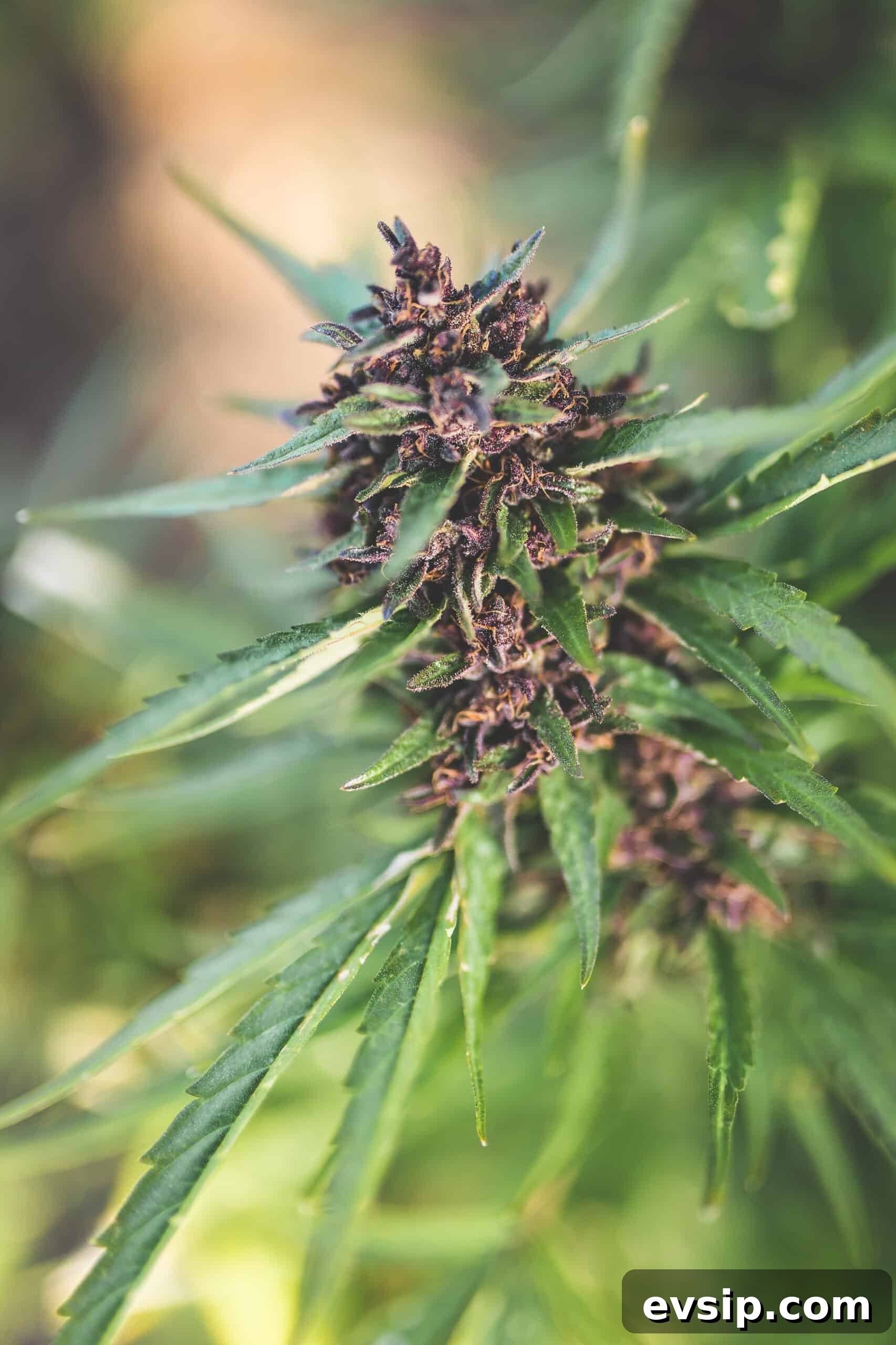Cannabis Trichomes Explained: How They Affect Potency and Flavor 9 A live cannabis plant featuring the top cola that is both purple and green