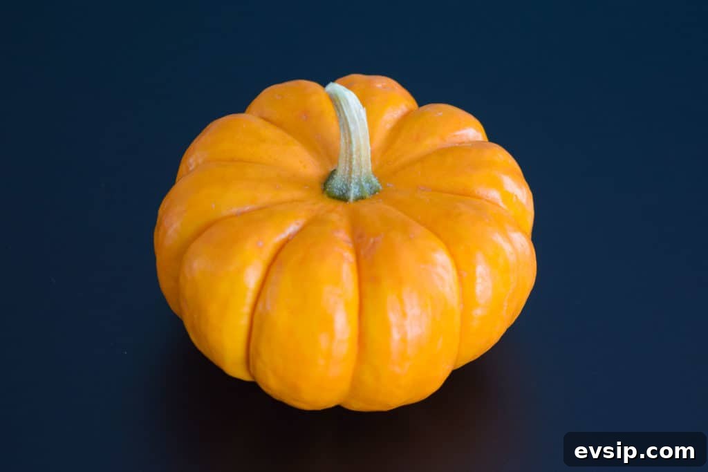 miniature pumpkin on black background