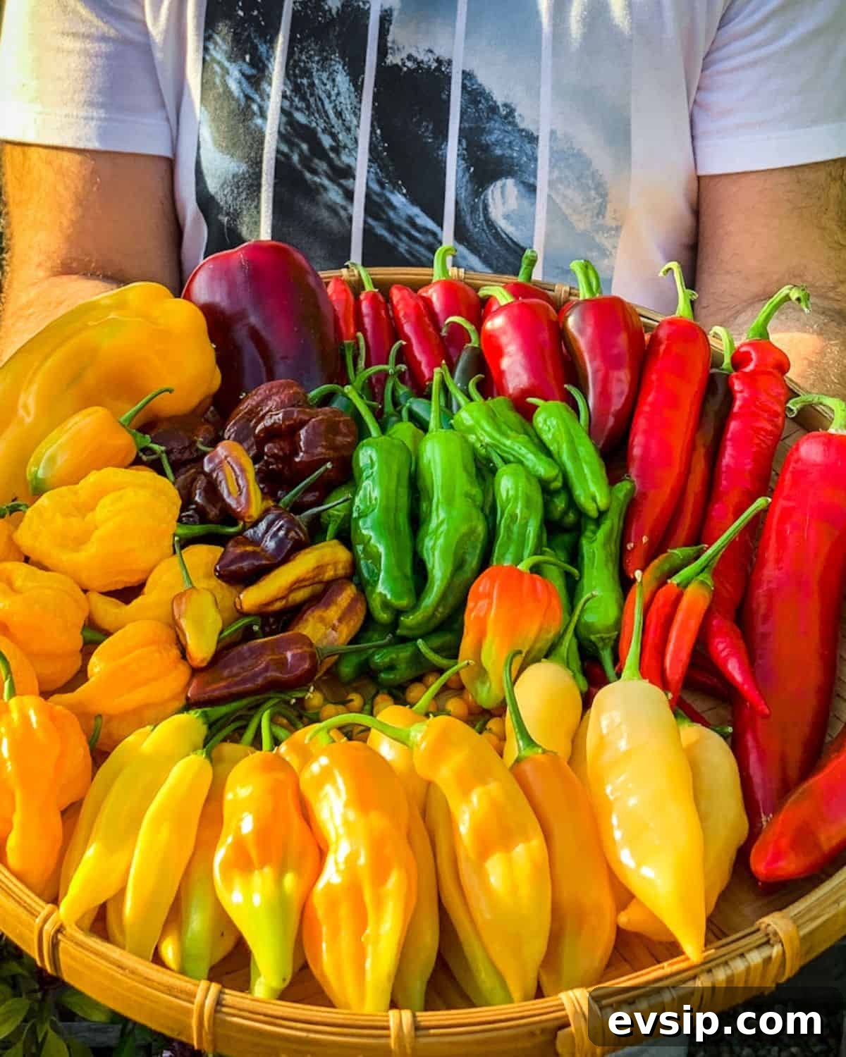 Harvest basket of peppers.