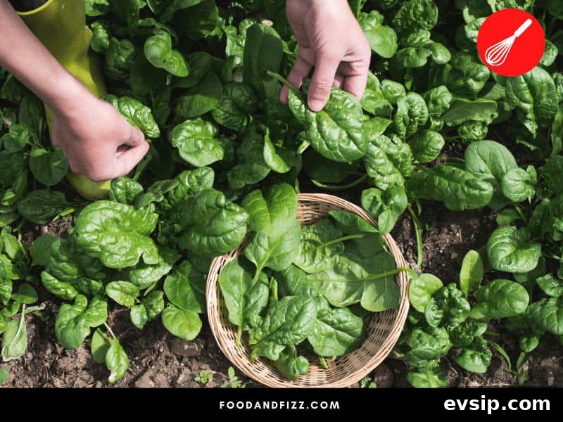 Spinach is one of the healthiest vegetables you can consume, whether raw or cooked. It boosts eye health, prevents illnesses and reduces oxidative stress.