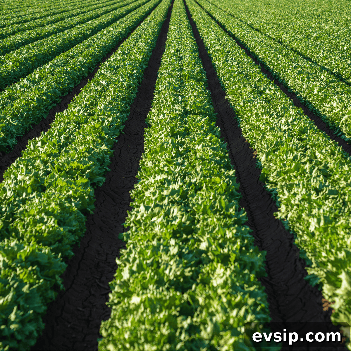 rows of crops