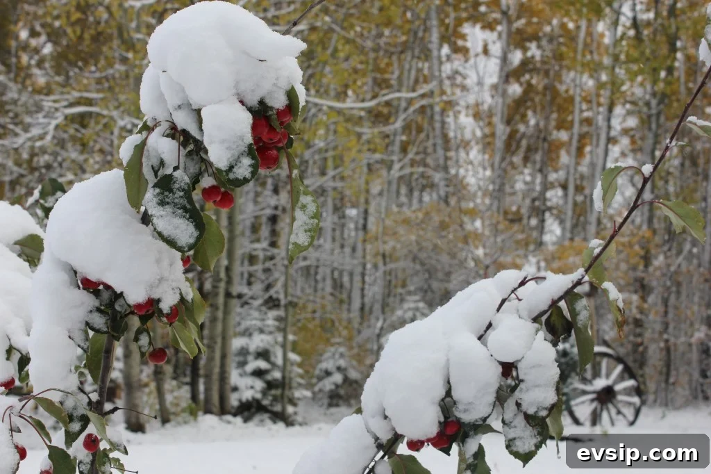 early snow