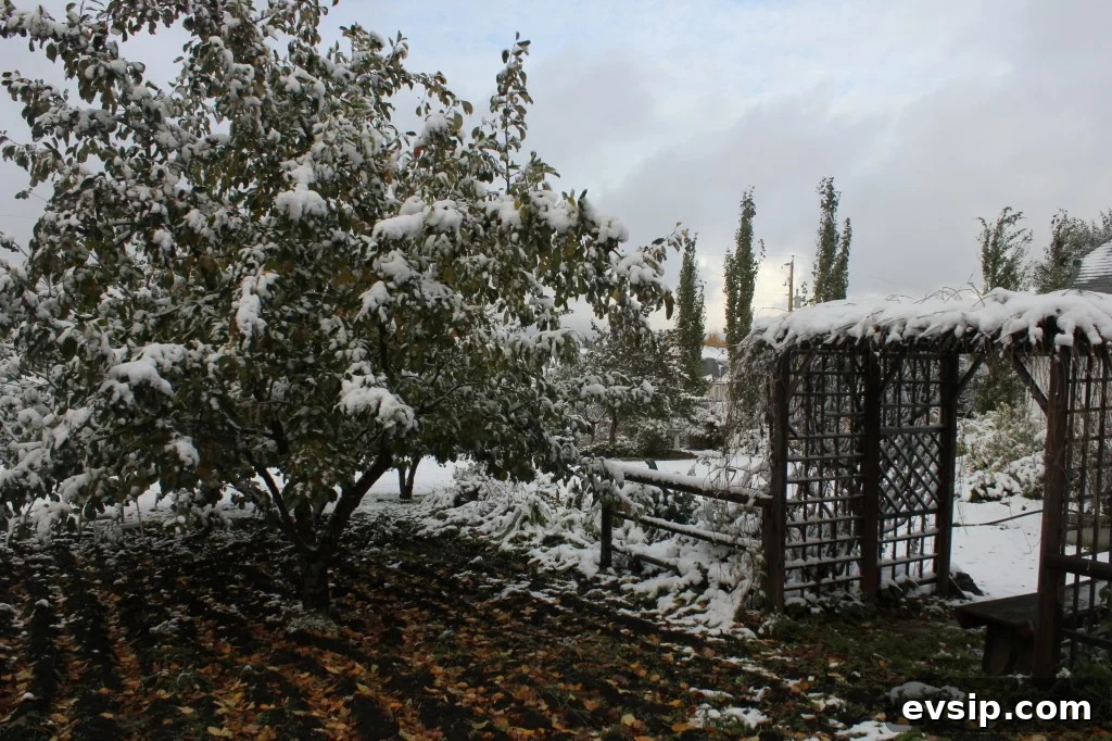 early snow on the apple tree