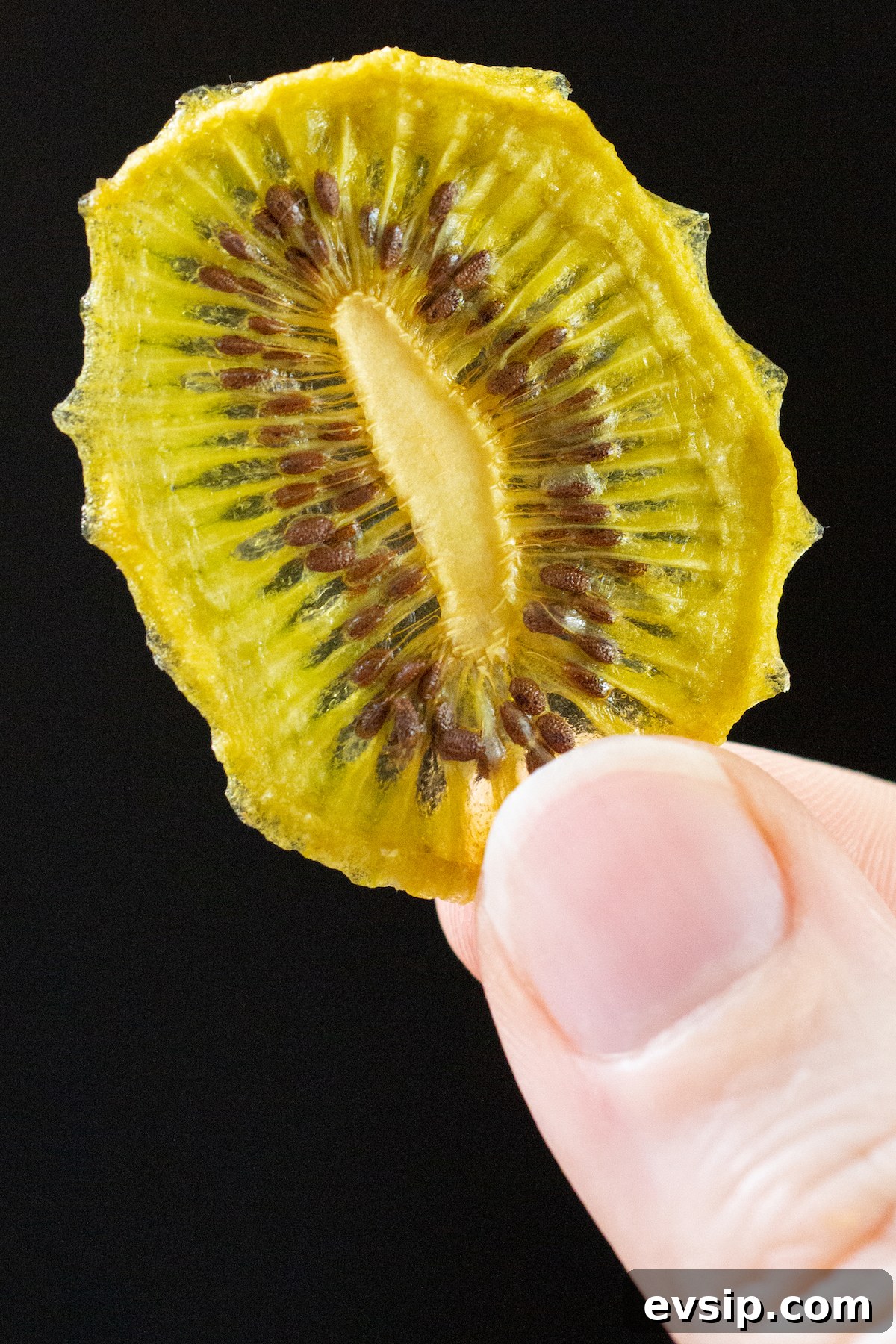 How to Make Dehydrated Kiwi Slices at Home 3 A close up of a thumb holding up a single dehydrated kiwi chip.