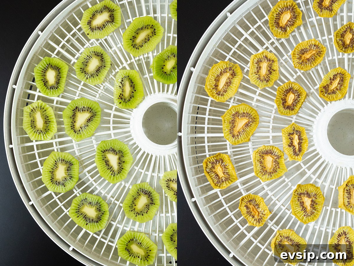 How to Make Dehydrated Kiwi Slices at Home 5 A two photo collage showing sliced kiwis on a dehydrator tray before and after dehydrating.